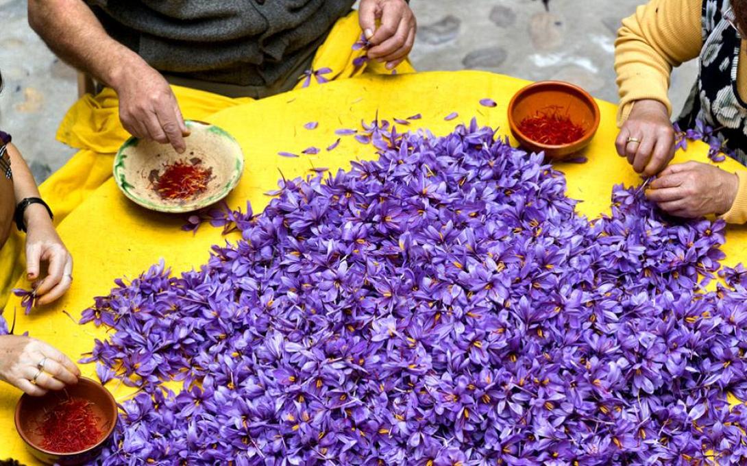 κρόκος κοζάνης