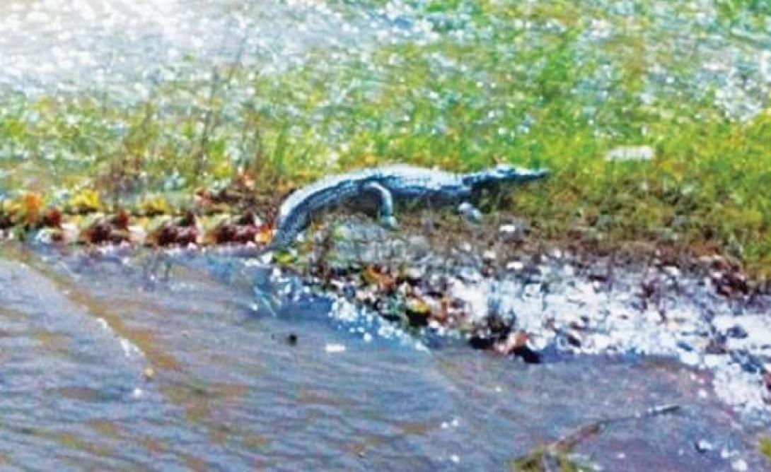 Σύσκεψη για το "Σήφη" τον κροκόδειλο την Πέμπτη στο Ρέθυμνο