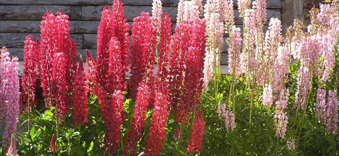 κτηνοτροφικά φυτα