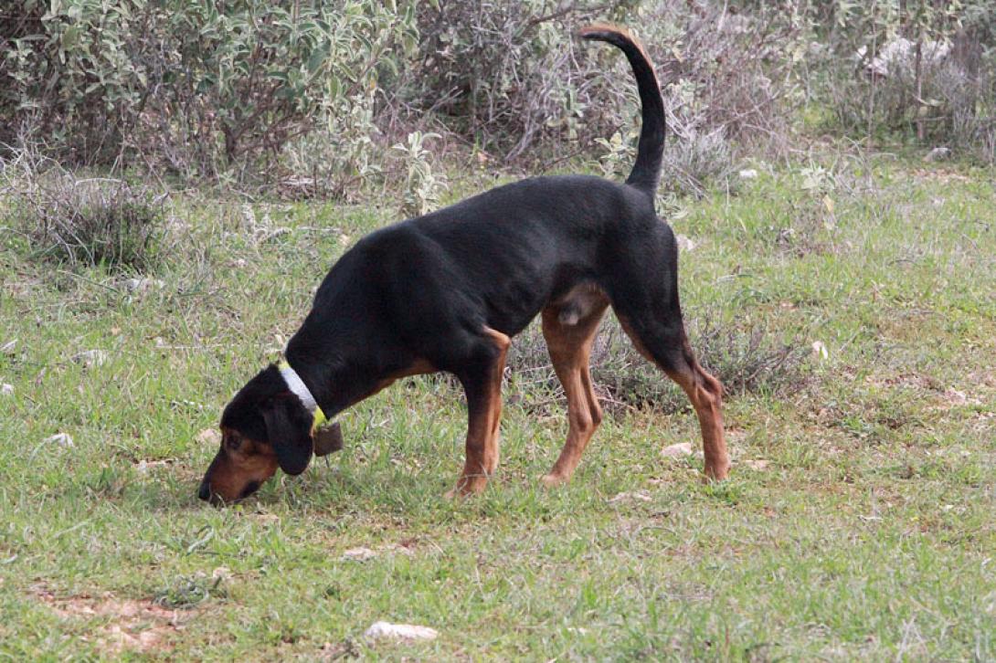 κυνηγόσκυλο