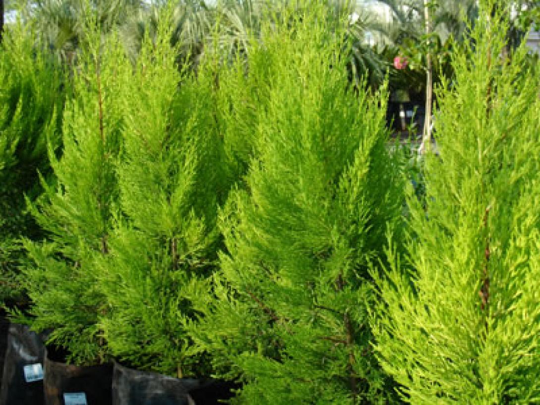 κυπαρισοειδή