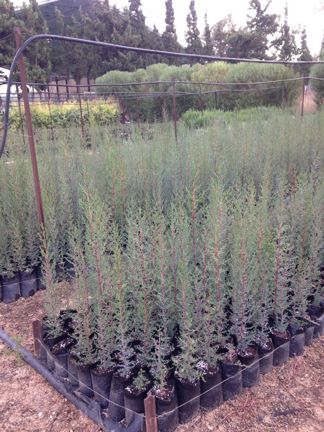 κυπαρίσσια φυτώριο φοινικιάς