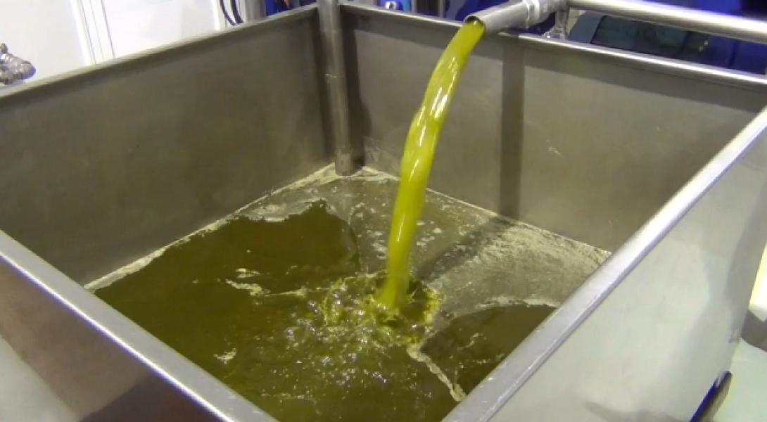 Στους 100 -110 χιλιάδες τόνους η φετινή παραγωγή λαδιού στην Κρήτη, εκτιμούν οι Ιταλοί 