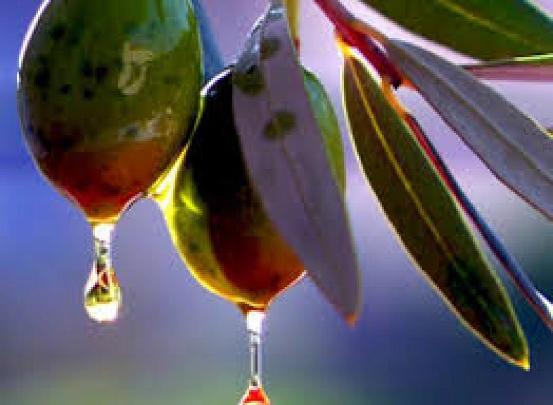 Θετικά μηνύματα για την Κρητική ελαιοπαραγωγή 