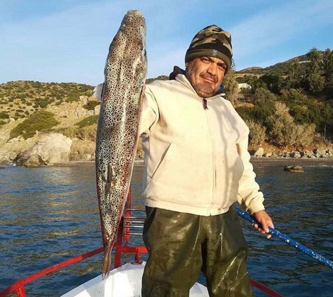 λαγοκέφαλος κερατόκαμπος