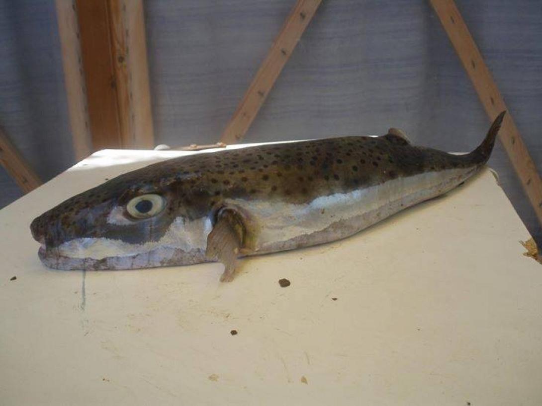 λαγοκέφαλος