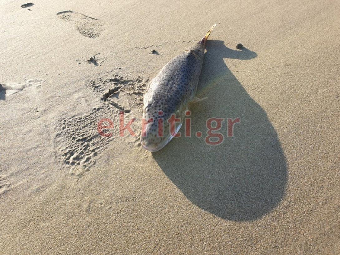 επικίνδυνος ο λαγοκέφαλος