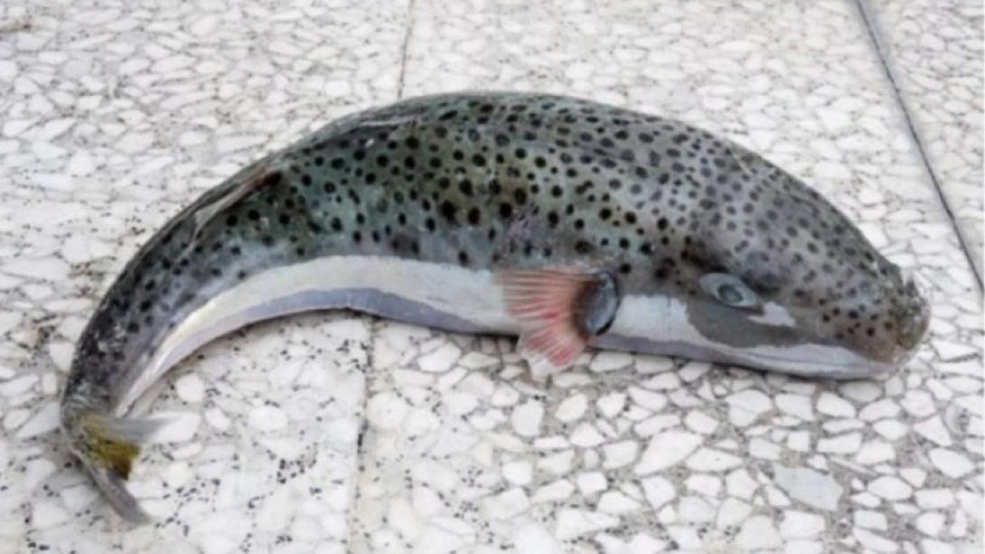 λαγοκέφαλος