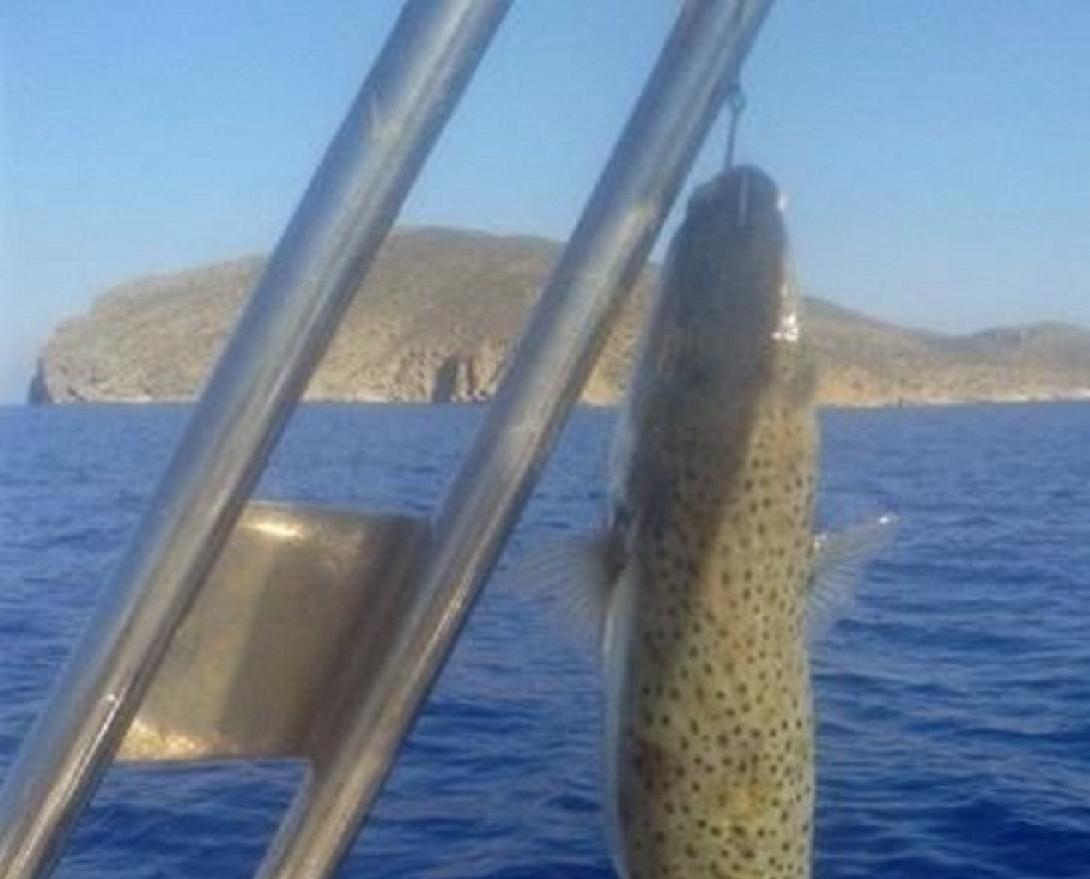 Το τοξικό λαγόψαρο που πιάστηκε στη νήσο Ψείρα (φωτο)