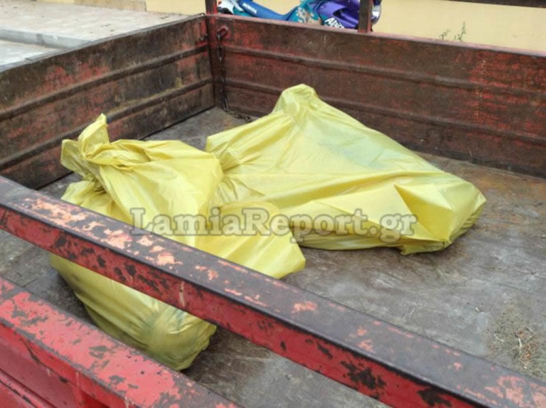 φόλα σκυλιά