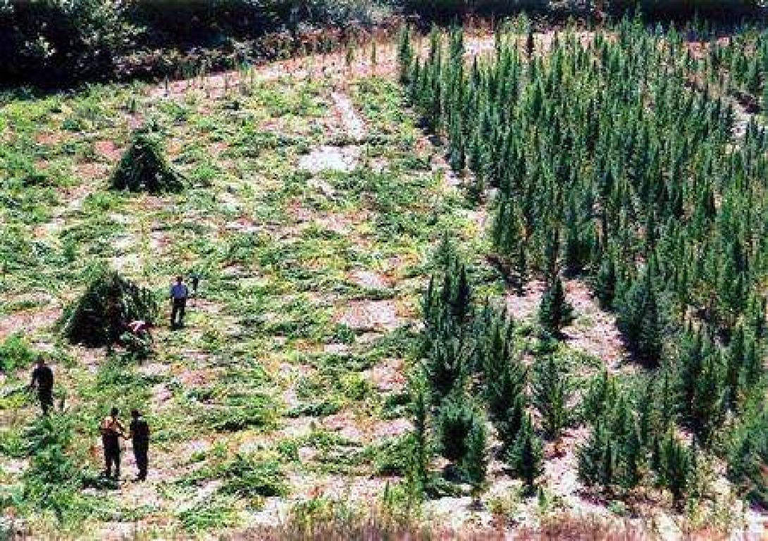 Έπεσε το "Γαλατικό χωριό" Λαζαράτι με τους χασισοβολώνες