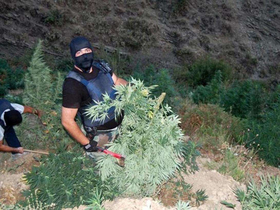 Αλβανία : 10 χιλ. χασισόδεντρα καταστράφηκαν στο Λαζαράτι