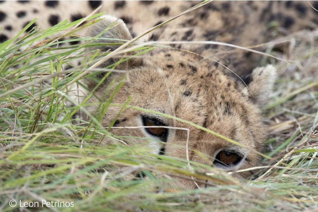 8χρονος Έλληνας διεκδικεί διεθνές βραβείο για τη φωτογραφία του