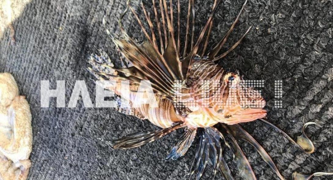 λεοντορόψαρο Ηλεία