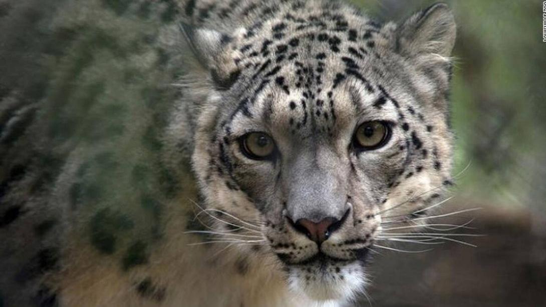 Λεοπαρδαλη του χιονιου