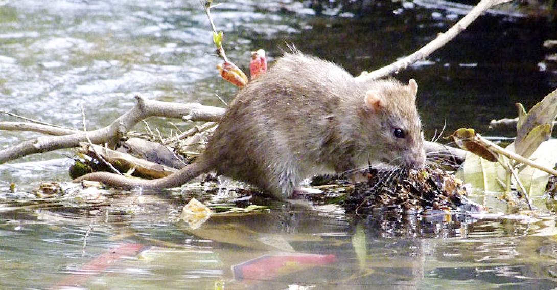 Εν αναμονή της έρευνας για το κρούσμα λεπτοσπείρωσης στα Χανιά βρίσκονται οι αρχές 
