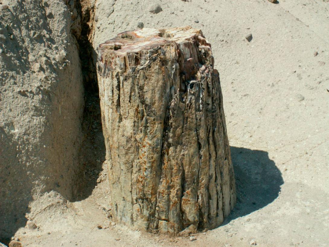 Μουσειο απολιθωματων