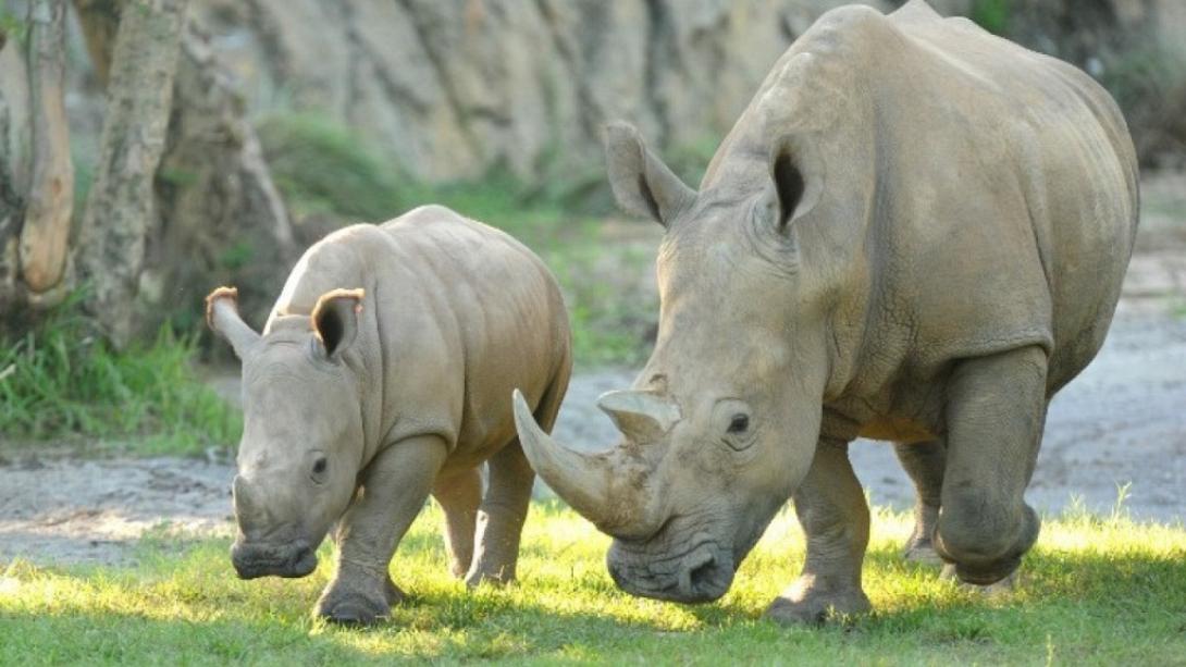λευκός ρινόκερος
