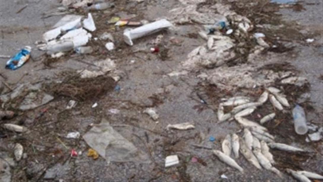 Νεκροταφείο ψαριών το Πόρτο Λάγος - Ξεβράζει νεκρά ψάρια εδώ και 2 βδομάδες 
