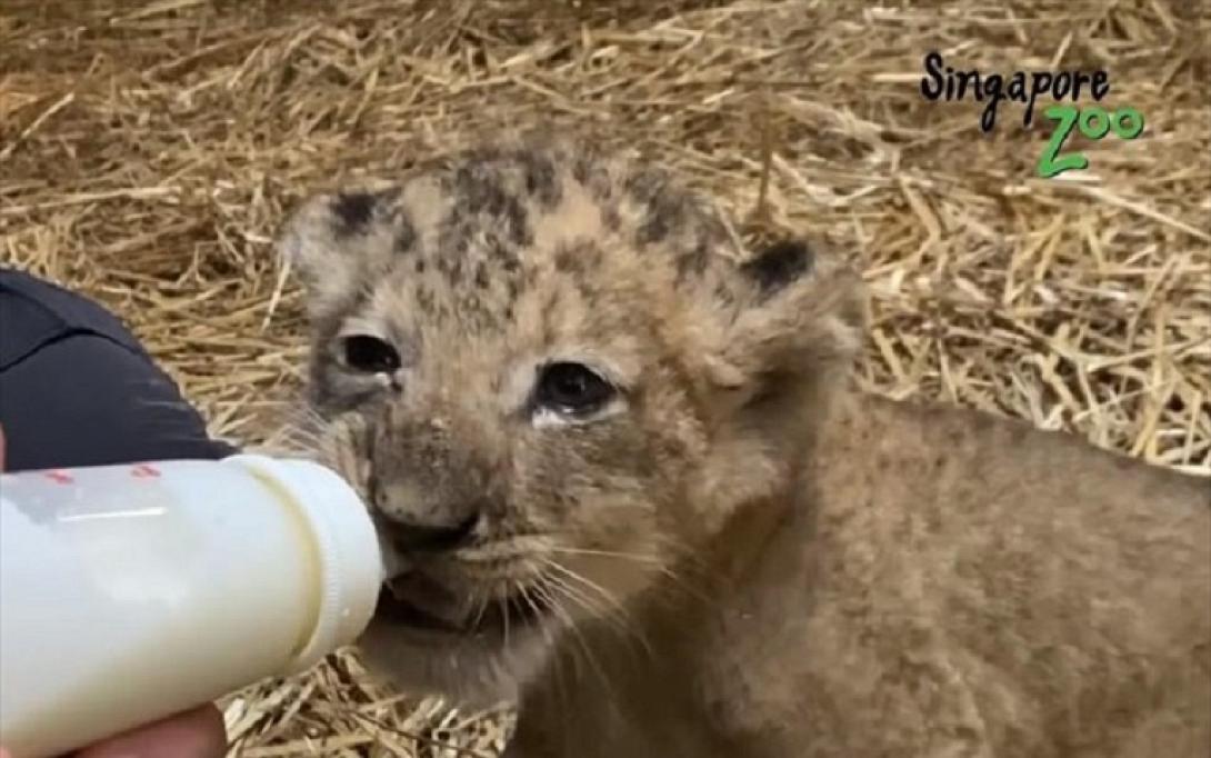 λιονταρι - τεχνητη γονιμοποιηση - σιγκαπουρη