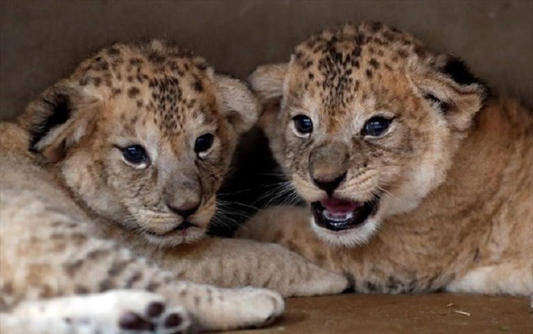 Γεννήθηκαν σπάνια λιονταράκια Μπάρμπαρι