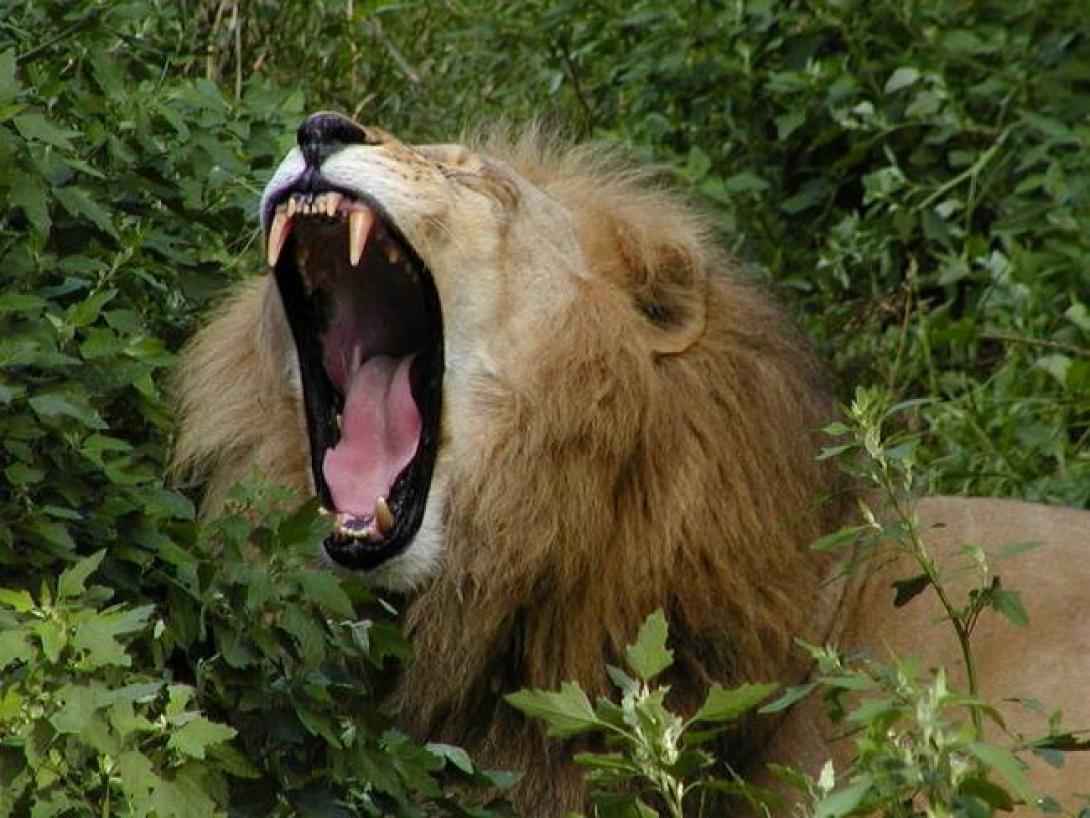 Έκλεψαν ... λιοντάρι απο καταφύγιο στη Βραζιλία