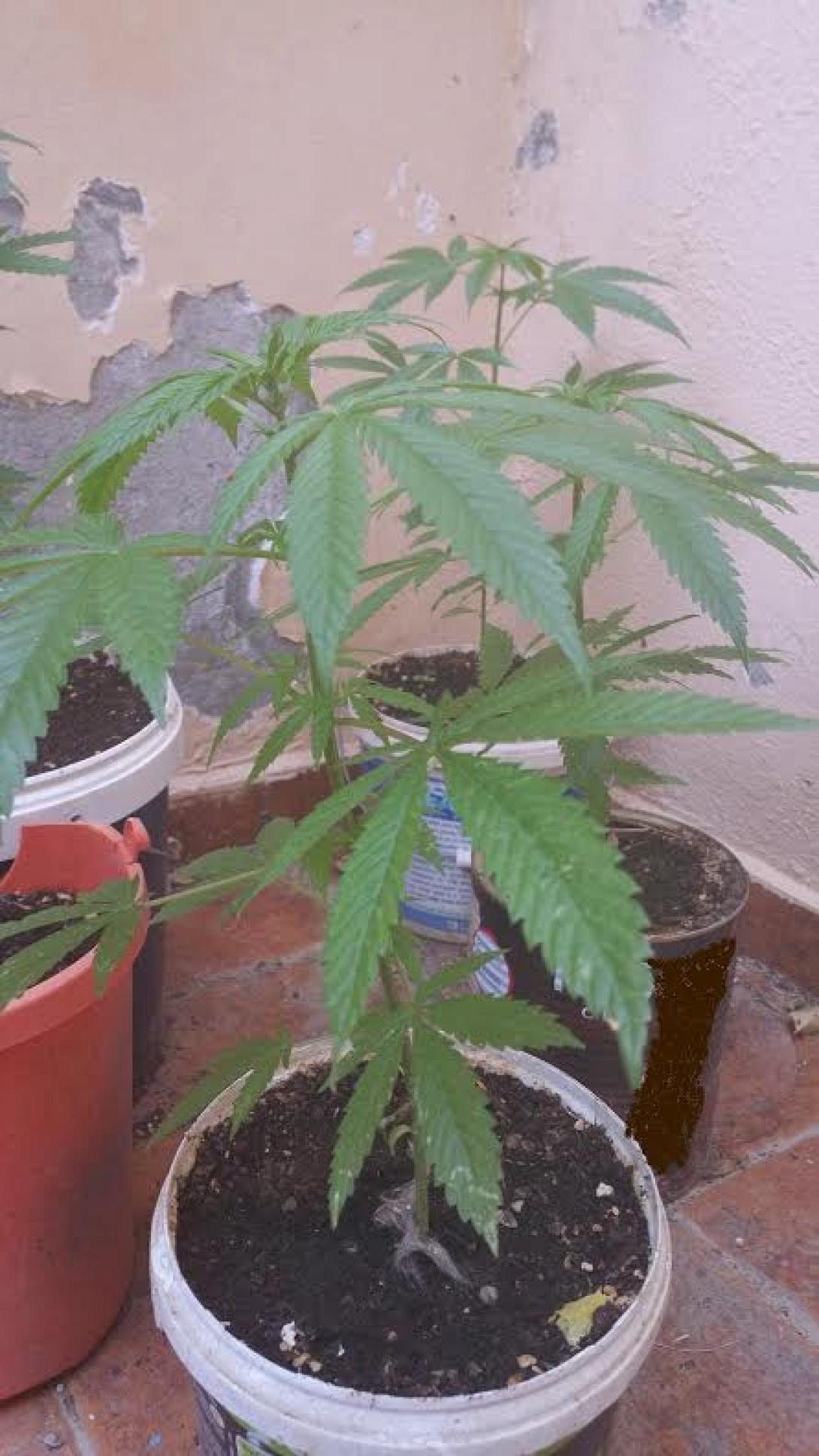 κάνναβη γλάστρα