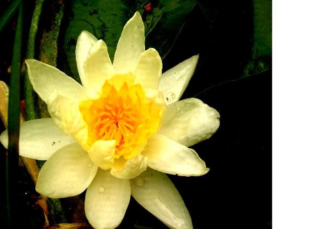 Τεχνητή λίμνη στον κήπο σου! 