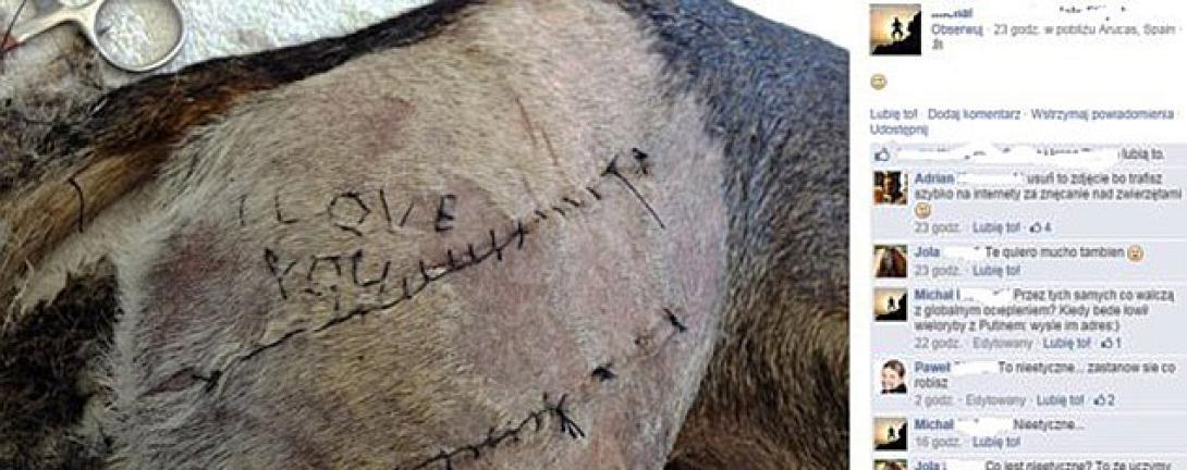 Φρίκη: Φοιτητής έραψε τη φράση "σ' αγαπώ" στο δέρμα σκύλου