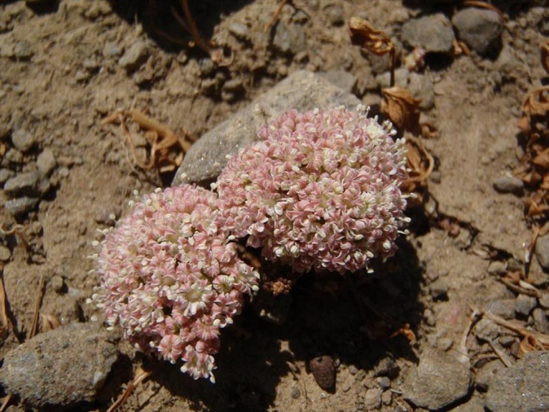 λουλούδι ανώγεια