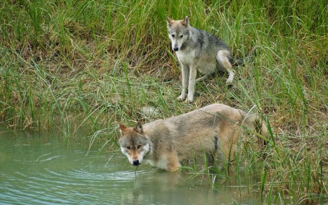 Λύκοι Δανίας