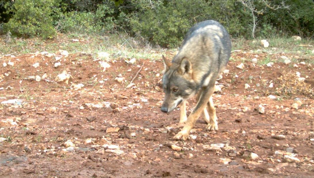 λύκος πάρνηθα