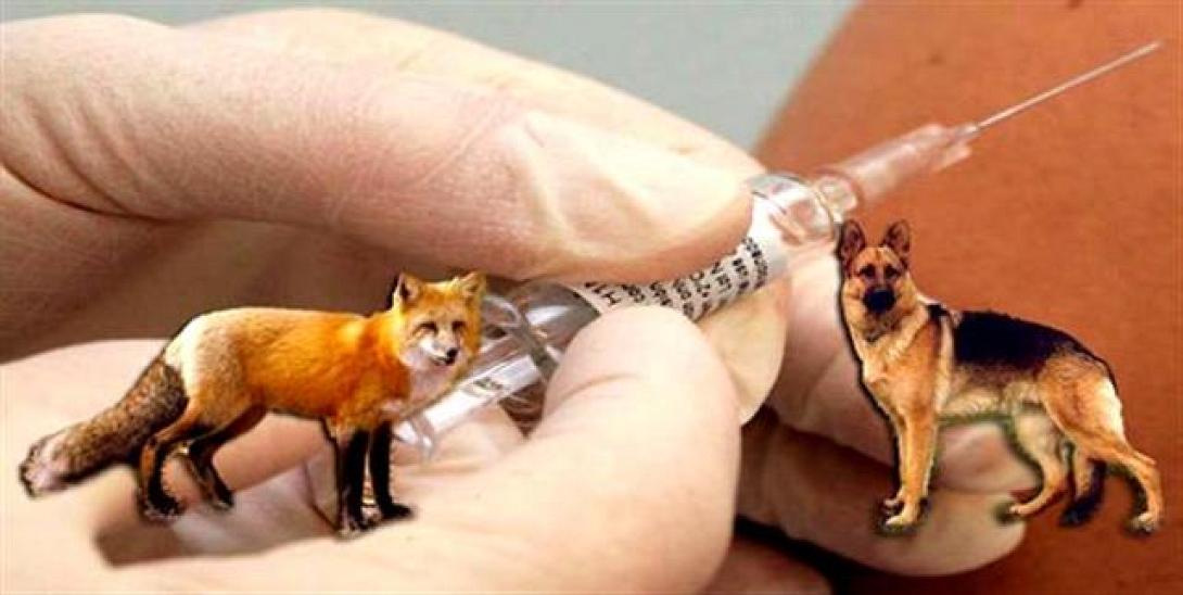 Οι υποχρεώσεις των κτηνοτρόφων, σύμφωνα με το πρόγραμμα καταπολέμησης της λύσσας 