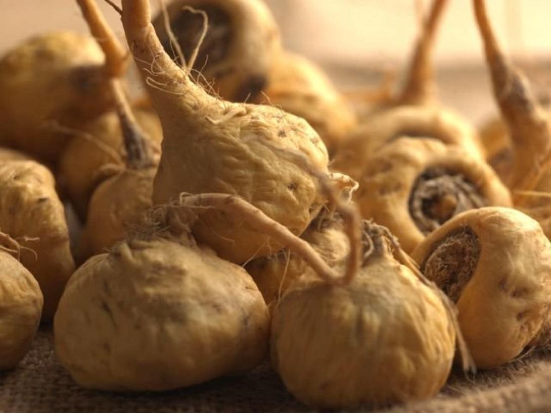 Maca: Το βότανο του σεξ και της υγείας!