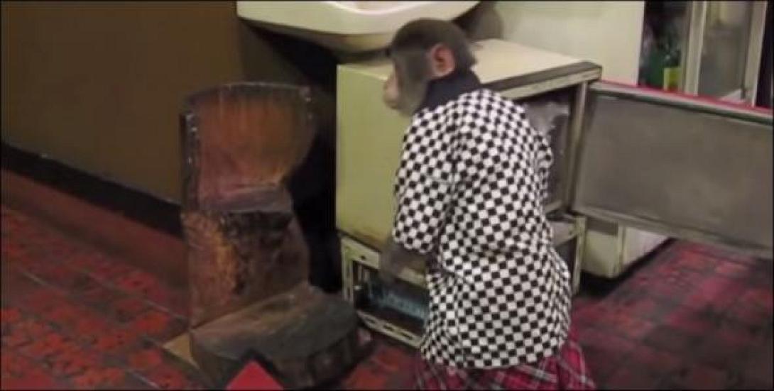 Σερβιτόρος μαϊμού στην Ιαπωνία (βίντεο)