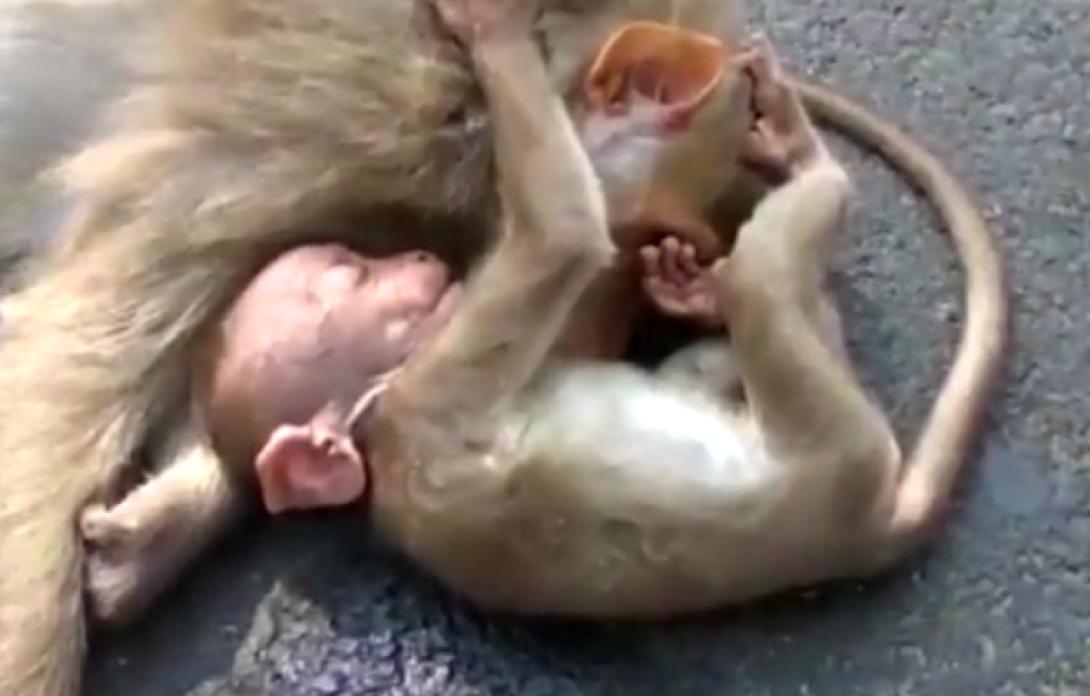 μαιμουδακι