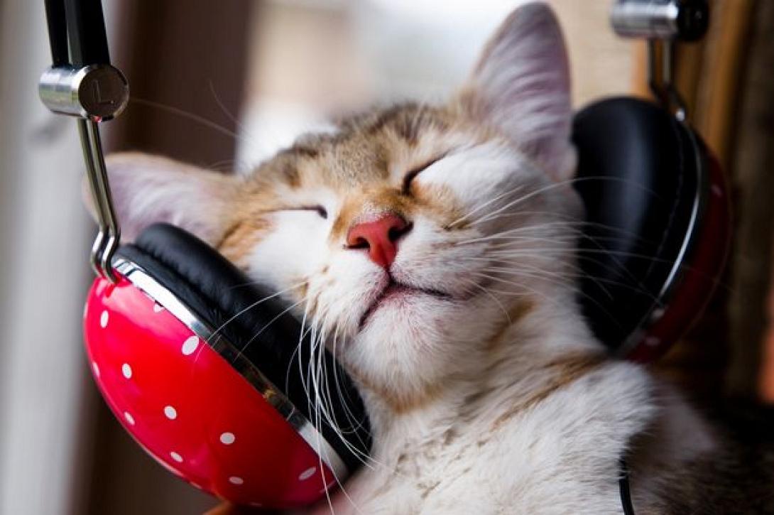 main-cat-music.jpg