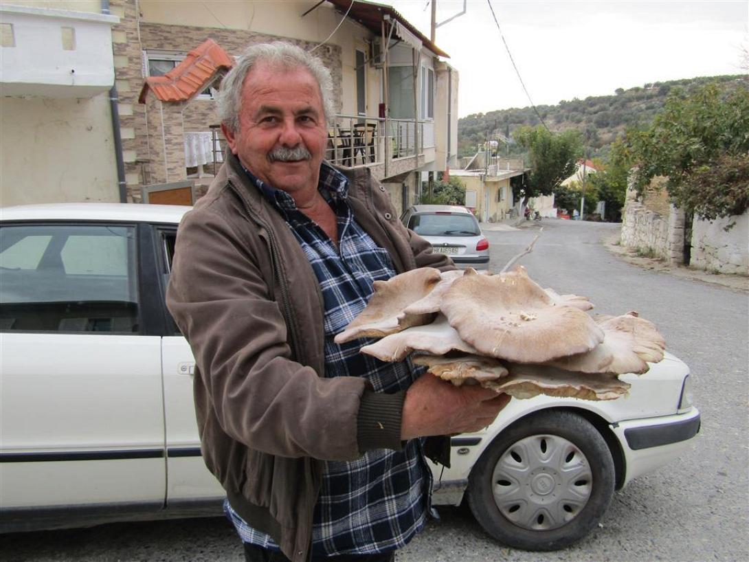 μανιτάρι γίγας