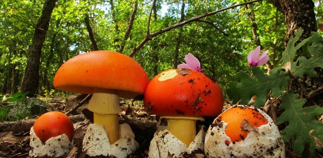 άγρια μανιταρια