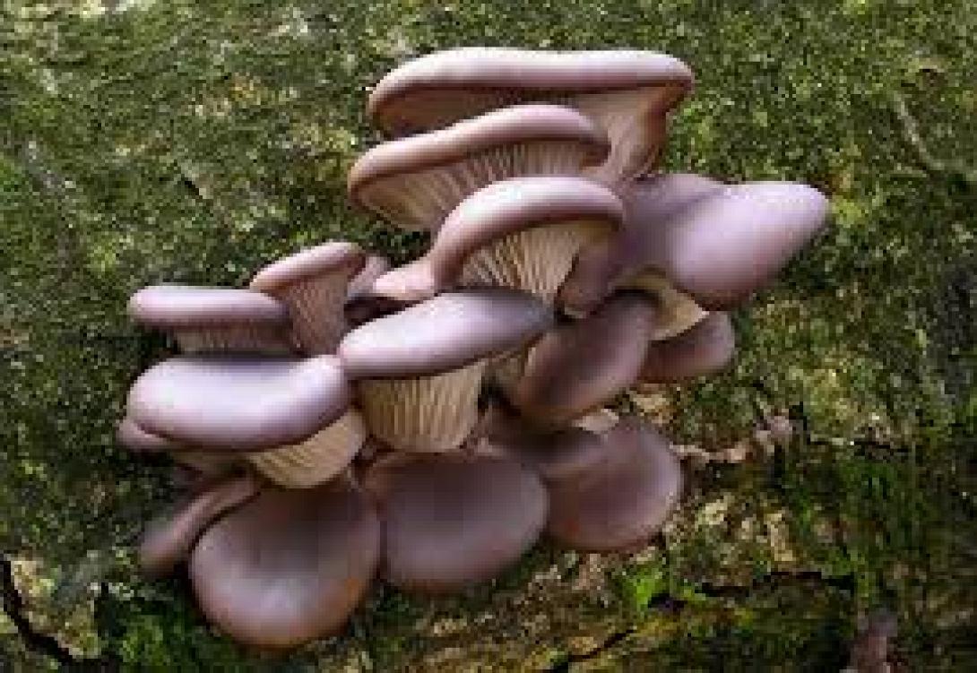 Ένα Σαββατοκύριακο γεμάτο μανιτάρια στο Ζαρό