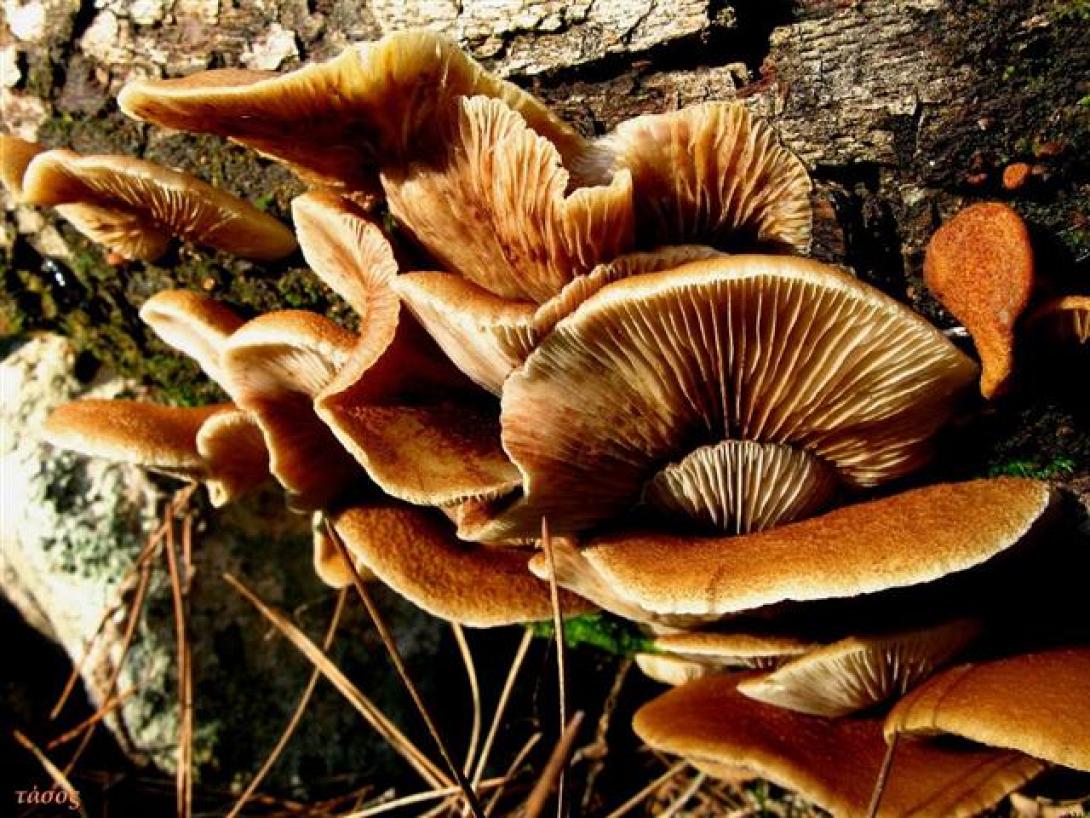 Χανιά: "Μακριά από άγρια μανιτάρια" προειδοποιεί η Δ/νση Δημόσιας Υγείας