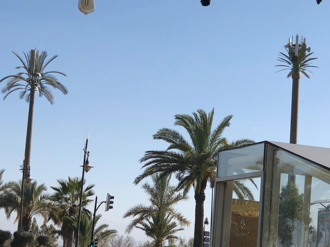 μαρόκο φοίνικες