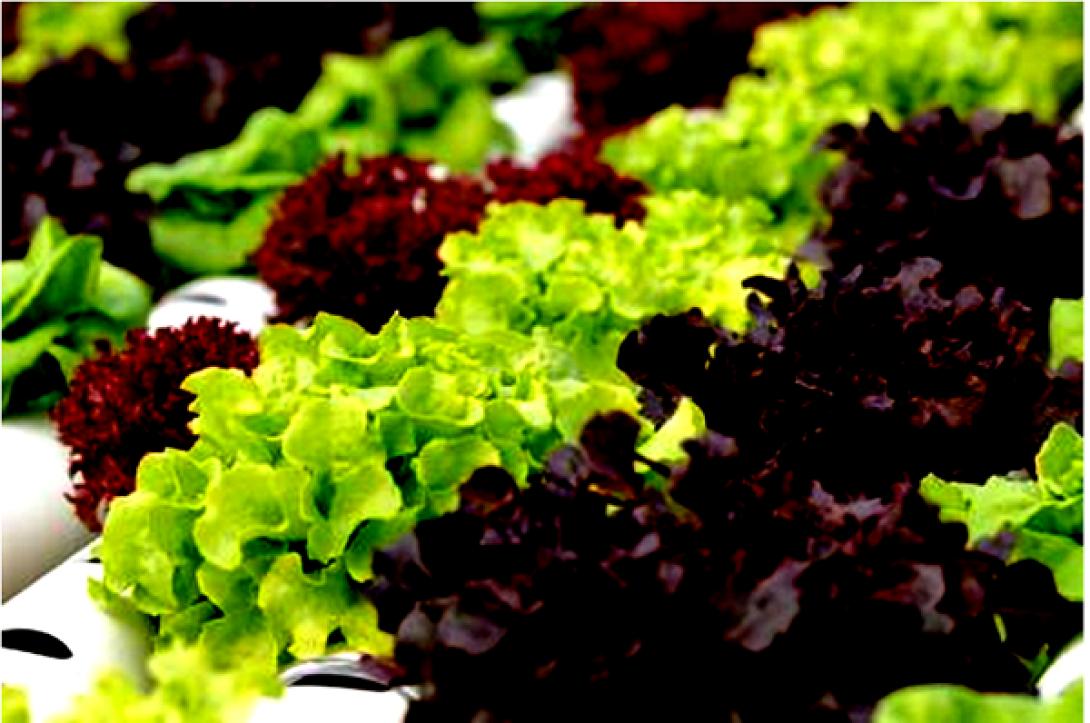 Τα πλεονεκτήματα της υδροπονικής καλλιέργειας εκτός εδάφους