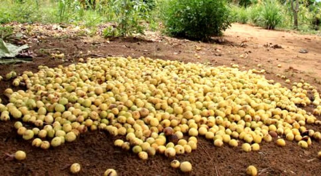 Ένα φρούτο με περίεργες παρενέργειες (βίντεο) 