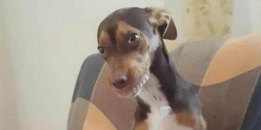 σκύλος μασέλα