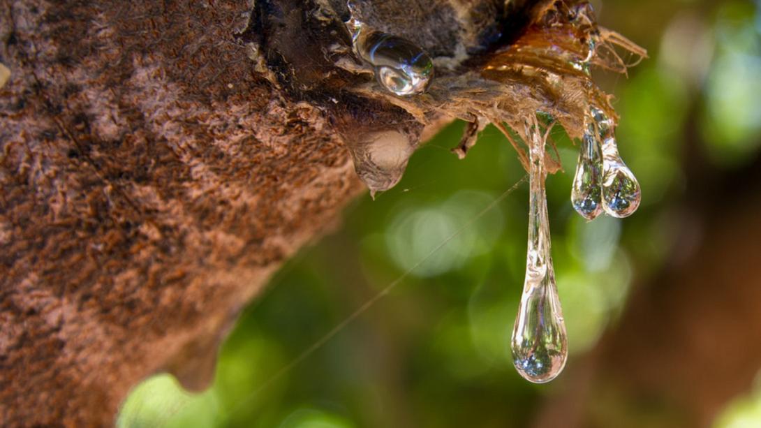 μαστιχα χιου