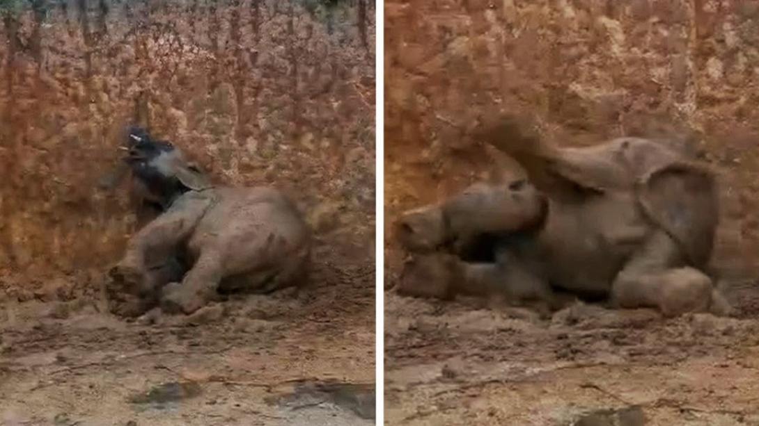 ελεφαντάκια