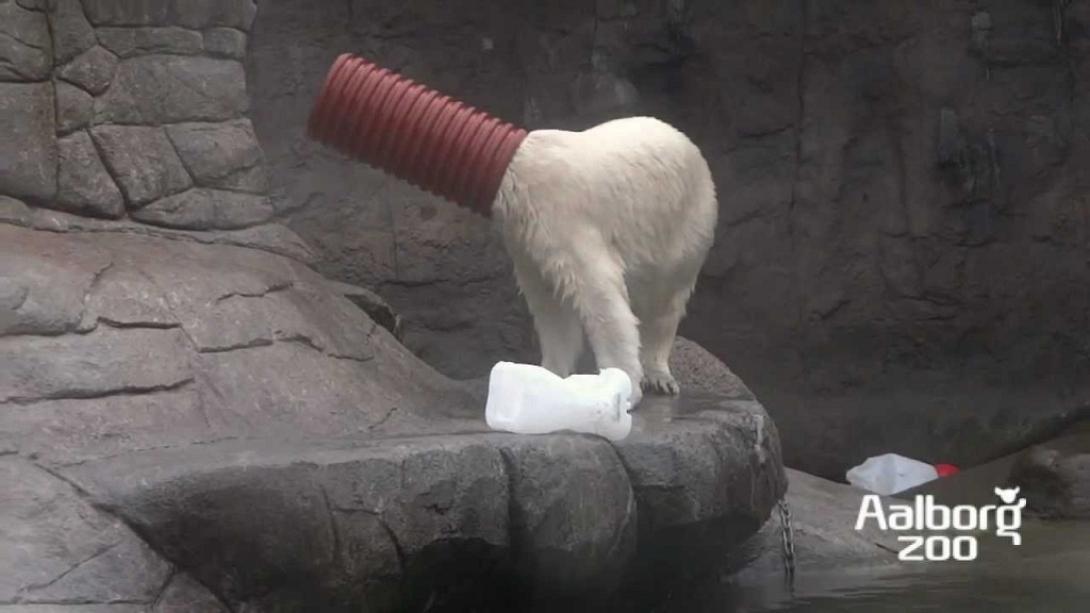 To σόου μιας πολικής αρκούδας που «τρέλανε» το διαδίκτυο .jpg