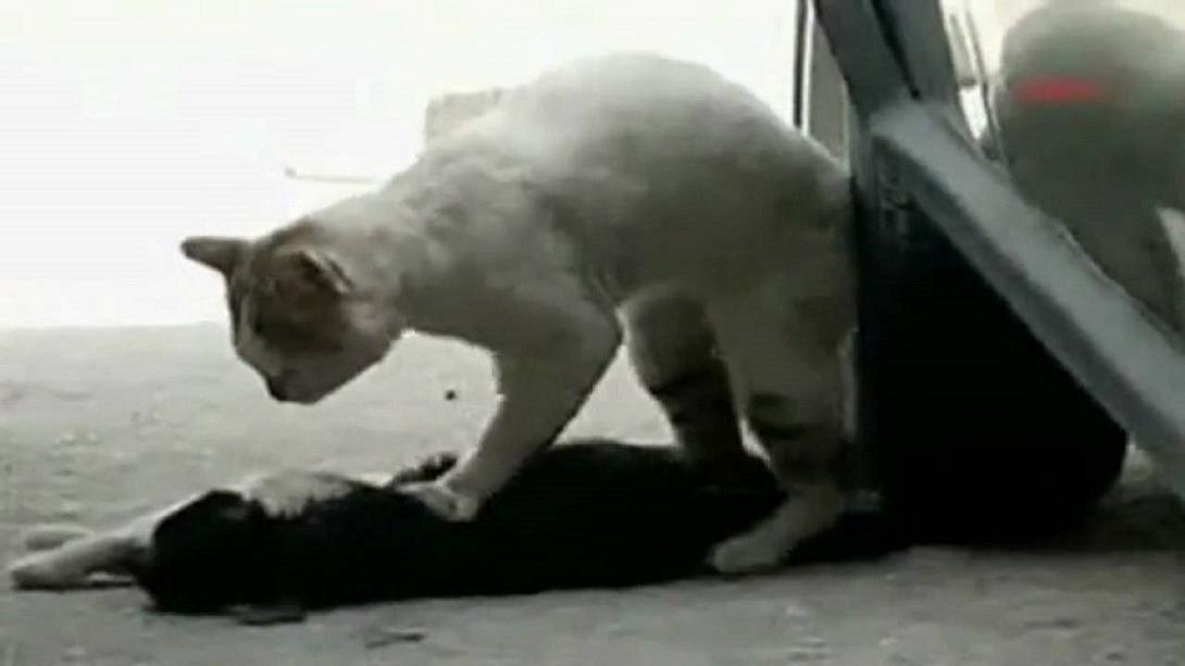 Γάτα κάνει μασάζ στην καρδιά της τραυματισμένης «φίλης» της