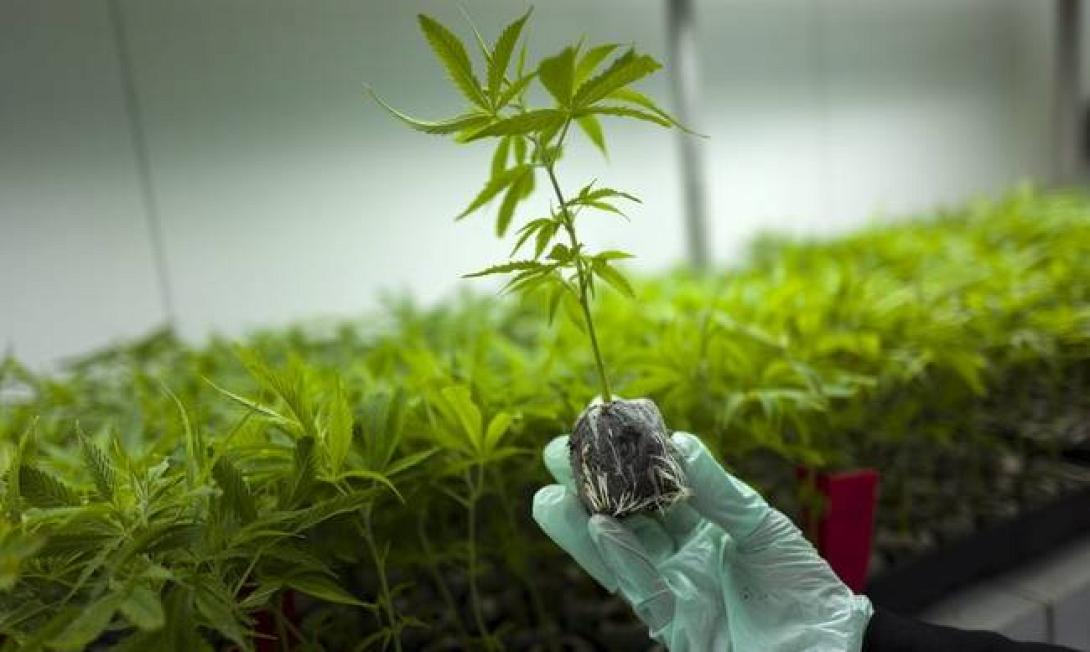 φαρμακευτική κάνναβη